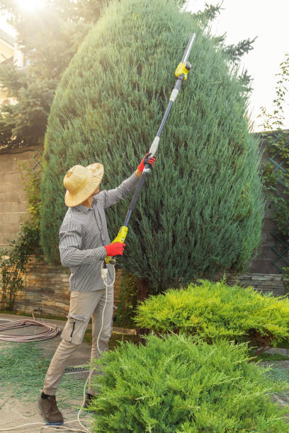 Best Pest Control for Lawns  in Watauga, TX